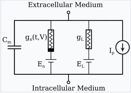 Hodgkin-Huxley model